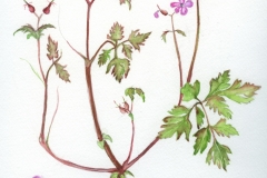 géranium-herbe-à-robert-web